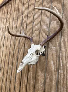 Thophy Hanger