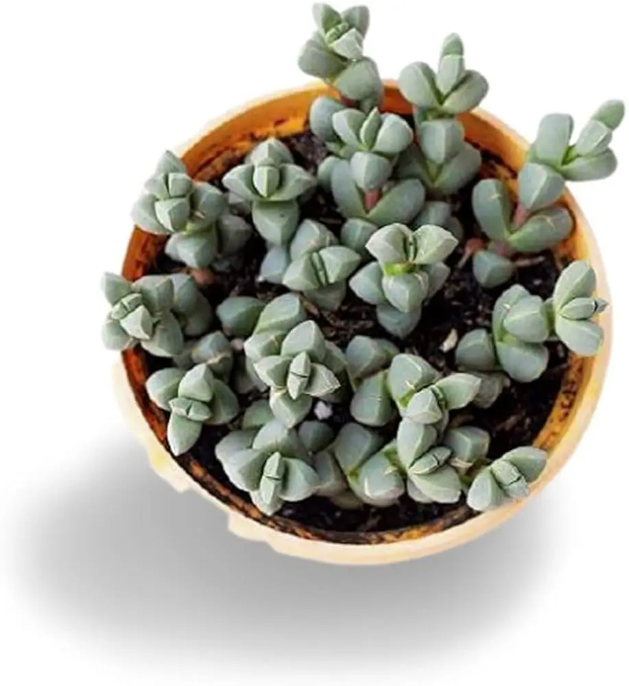 Live Ice Plant - Rare Succulent - Corpuscularia Lehmannii Plant - 4 Inch Pot