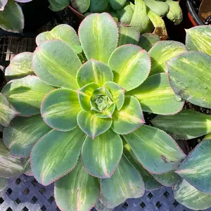 Aeonium Starburst Plant 6 inch pot succulent