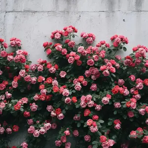 Rare Rose Seeds 300 Pcs, Special for Small-Space Planting (Gardens/Patios/Balconies/Indoor), Easy-Care Outdoor Flowers, Essential for Natural Horticulture