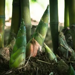 100pcs Heirloom Giant Bamboo Garden See.ds for Planting - Quick Growth, Winter Hardy, Eco-friendly Privacy Screen 100pcs