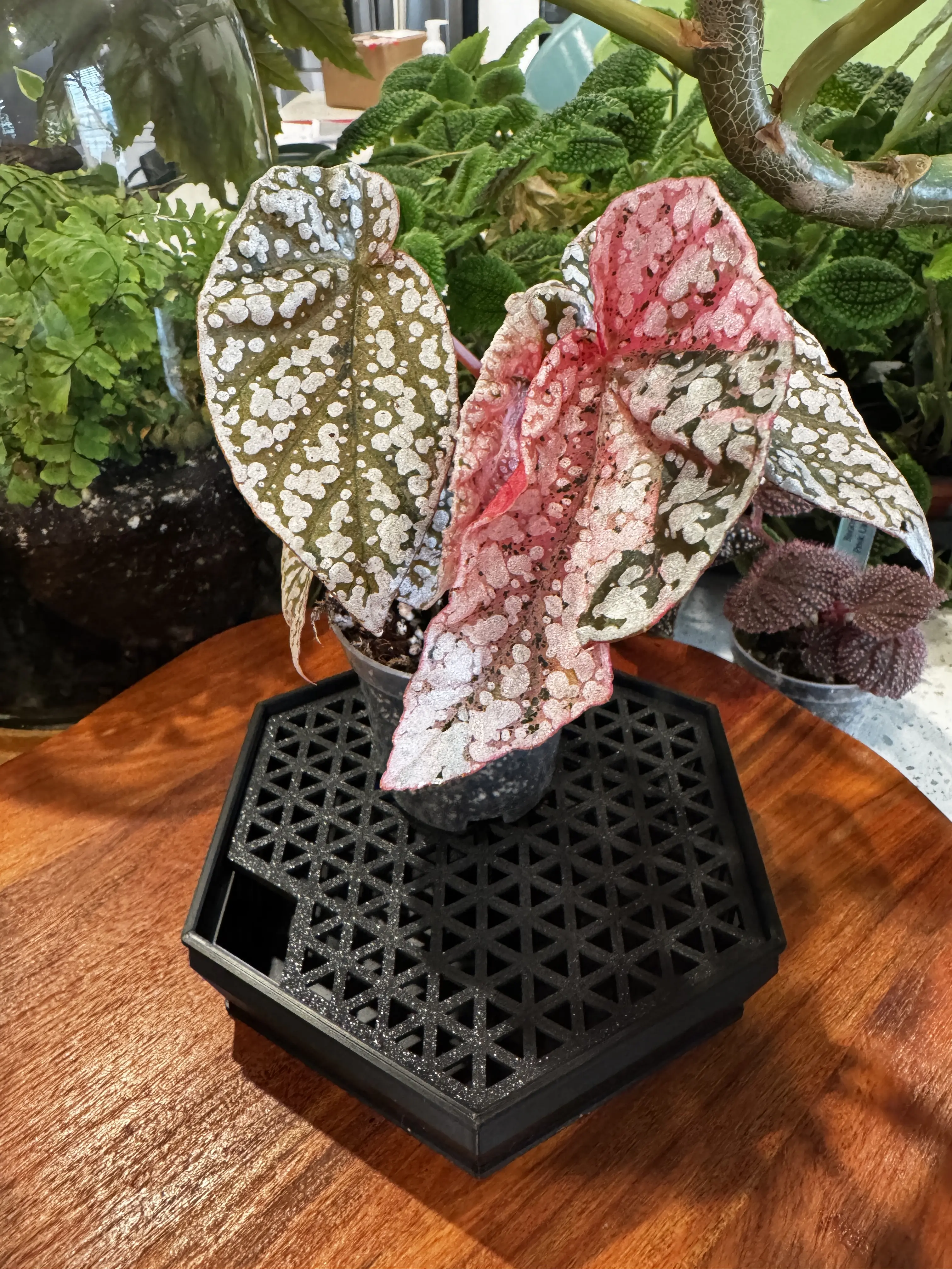 Plant Humidity Tray 6 Inch  Hexagon Pebble Tray for Indoor Plants with  Removable Grid - TikTok Shop