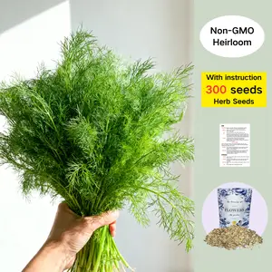 Dill Seeds – 300 Heirloom Seeds | Easy-Growing Culinary Herb for Home & Garden