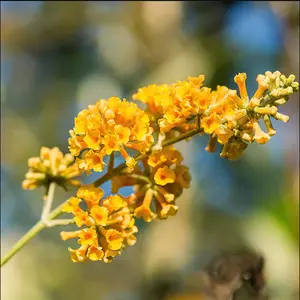 Buddleia Honeycomb Plant Live for Planting, 5 to 9 Inch Tall, Live Buddleia Flower Plant, Butterfly Bush Live Plant Indoor Outdoor