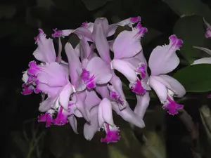 Cattleya intermedia (f. alba x 'Aquimii')