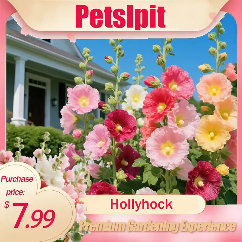 【PetalPit】Promise: Germinate or Refund]500PCS+ Hollyhock Seeds – Colorful Tall Blooms, Heirloom & Non-GMO, Perfect for Fences, Borders & Cottage Garde