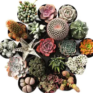 Succulent Plant Set of 4, Assorted Mini Succulents Indoor Outdoor, Easy Care Live Plants for Home Decor
