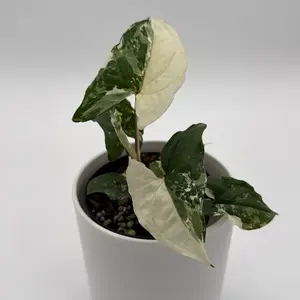 Syngonium Albo 4" Pot Rare Collectors' Plant with Unique Variegated Leaves Live Tropical Houseplant for Beginners Indoor Home Decoration