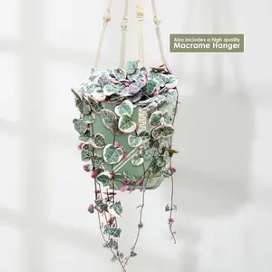 Variegated String of Hearts 'Ceropegia Woodii Variegata'