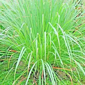 LEMONGRASS 400+ SEEDS LEMON GRASS MOSQUITO INSECT REPELLENT FRESH NON-GMO USA