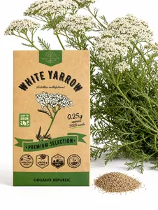 White Yarrow Seeds
