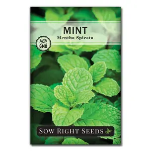 Mint Seeds Mint Seeds
