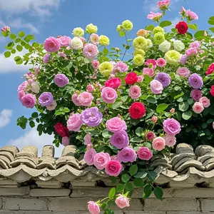 200+ Rose seeds for planting outdoors climbing ornamental climbing flowers Rosa bush vine climber long-blooming