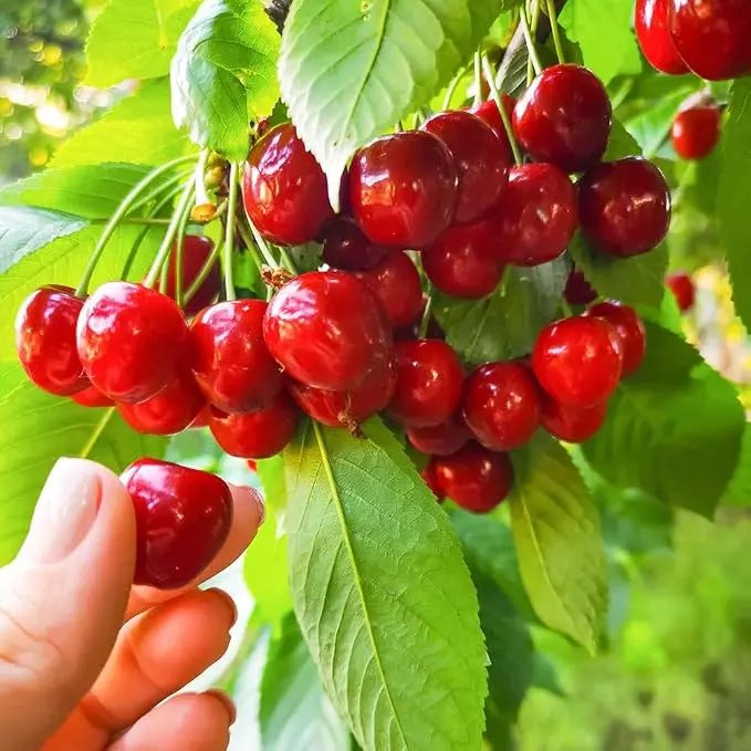 10 Pcs Hardy Perennial Cherry Tree Seeds Fruit Sweet Easyto Grow for Outdoor Garden Landscaping Backyard PotsBackyard Bright