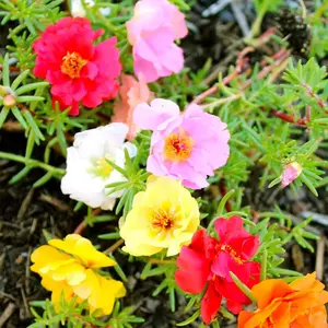 Moss Rose Seeds, 1000+ Bulk Annual Perennial Flower Seeds for Planting Outdoors(99% Pure Live, Non-GMO), Mixed Colors and Large Blooms, Attracts Pollinators, Easy to Grow