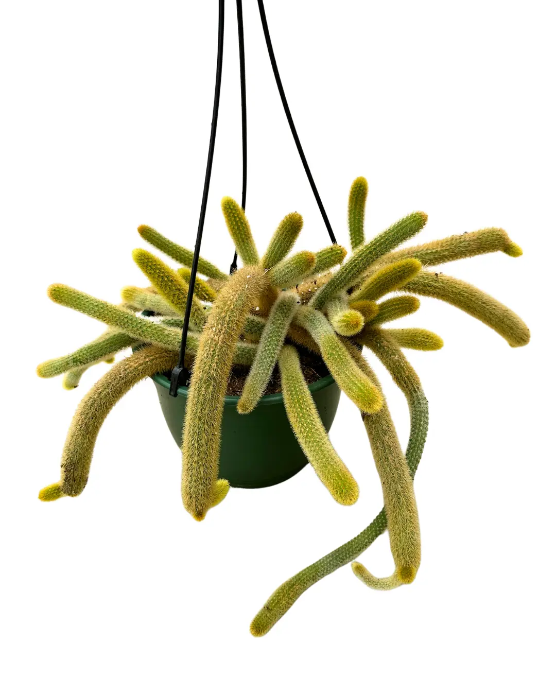 8" Golden Rat Tail Cactus – Cleistocactus Winteri – Live Plant