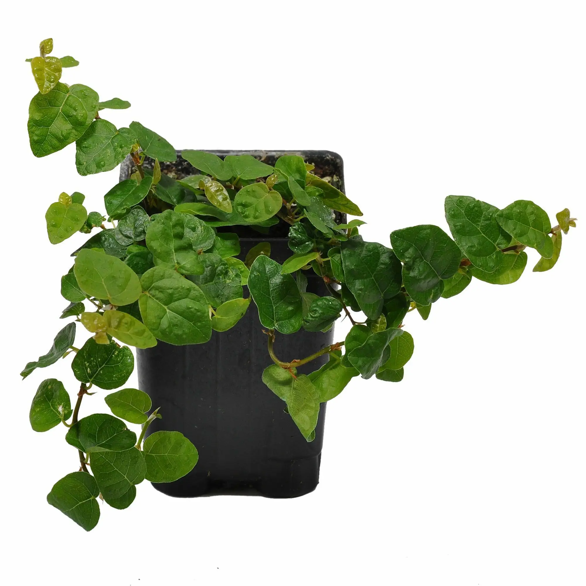 Ficus pumila, Creeping Fig vine