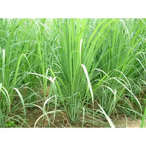 Lemon Grass Herb ( LIVE PLANT) Jamaican Fever grass, Asian Vegetable