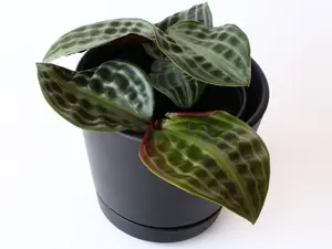 Seersucker Plant 4" Potted Live Plant - Geogenanthus poeppigii - Unique Textured Foliage - Deep Purple Undersides - Low Light Friendly - Rare Collector's Plant - Exotic Groundcover - Lush Tropical Vibe - Easy Care Indoor Plant