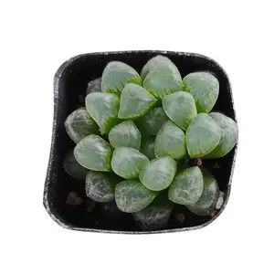 Haworthia cooperi var. truncata