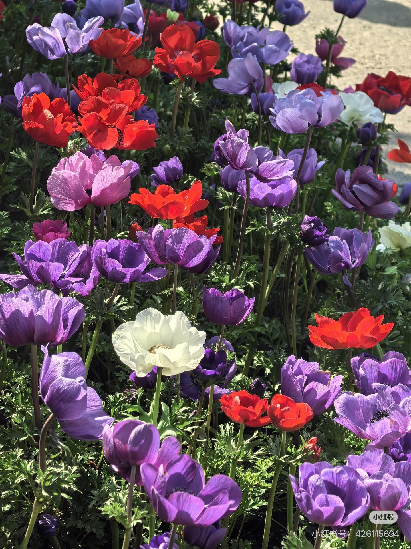 High Germination Mixed Anemone Seeds | Perennial Colorful Garden Flowers