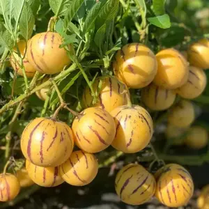 1000+ Pepino Melon Seeds for Planting,Sweet Pepino Seeds Non-GMO,Exotic Fruit Seed Heirloom for Outdoor Home Garden