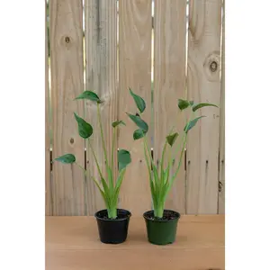 4" Alocasia Tiny Dancer Plant - Alocasia Brisbanensis x Alocasia Odora - Indoor Medium-Bright Indirect Light - Perfect for Indoor Settings