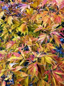 Acer palmatum 'Elegans' Fall Color Japanese Maple