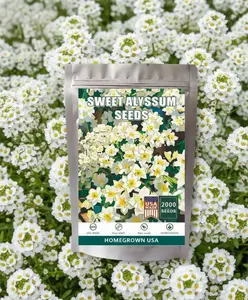 2000 Sweet Alyssum Seeds - Carpet of Snow - Great Ground Cover