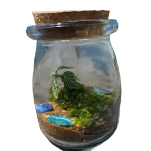 mini terrarium 1. hand made live plants