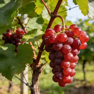 Red Globe Grape Vine Seedlings | Easy to Grow Home Garden Fruit Plants Wonderful | Choice for Home Gardeners