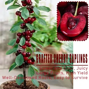Grafted Sweet Cherry Tree Saplings Large Juicy Fruit High Yield Potted Garden Fruit Plant