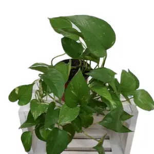 Jade Pothos