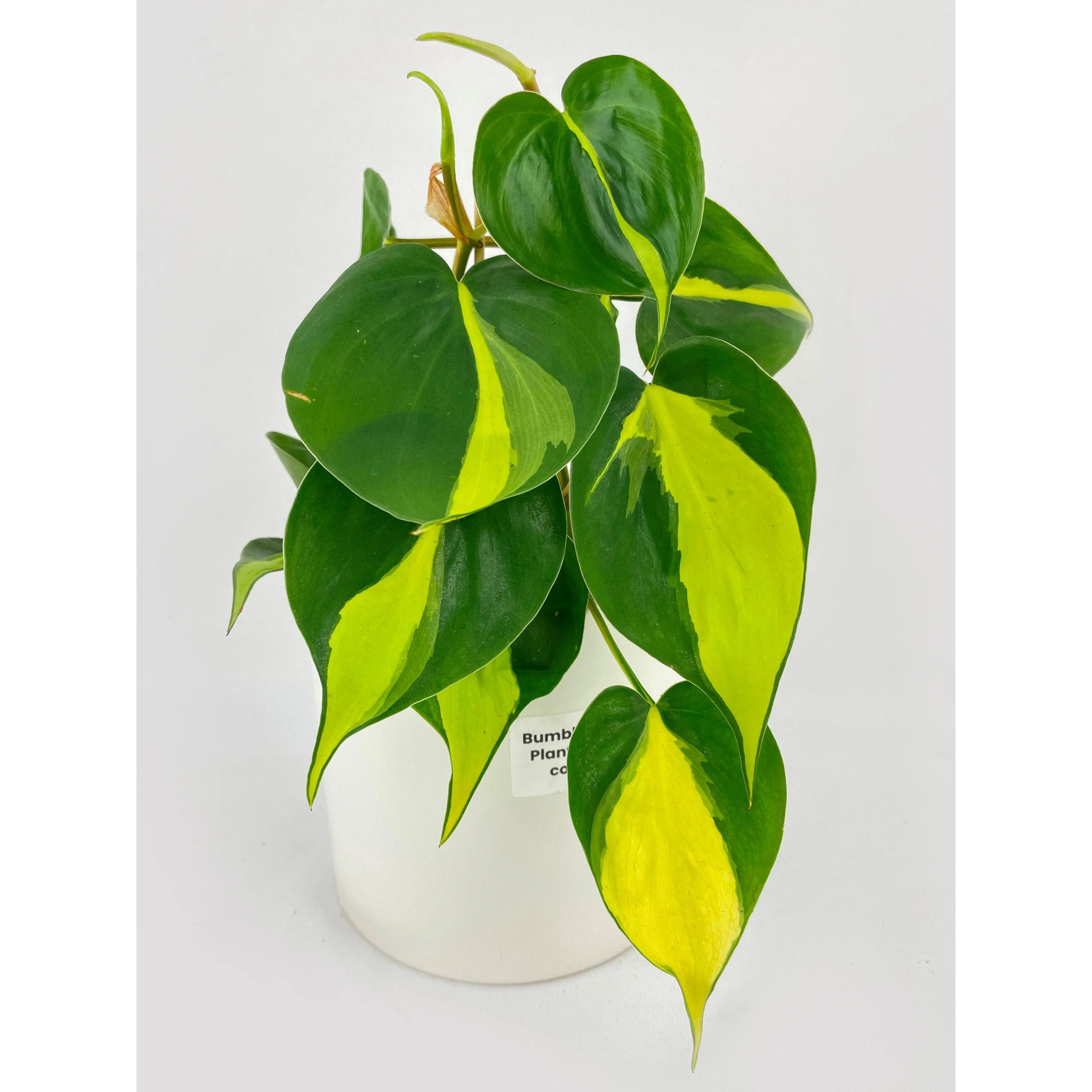 Philodendron Hederaceum Brasil 4 Inch Live Plant in Nursery Pot, Easy  Growth, Partial Sun, Care Instructions Included | Live Indoor Plant in  Nursery Pot | Beginner | Easy Care | Home Office Decor Gift - TikTok Shop