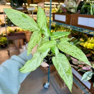 Syngonium dazzling rain - 4" pot