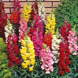 500+ Mix Snapdragon Flower Seeds for Planting, Beautiful Flowers to Plant in Your Garden; Non-GMO Heirloom Seeds; Wonderful Gardening Gifts