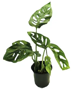 Swiss Cheese Plant - Monstera adansonii - 4" Pot