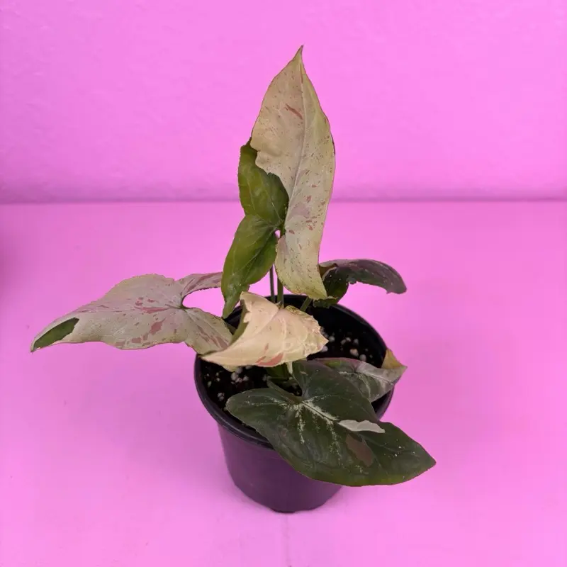 Syngonium Green Tea Salmon 4” | Pink Syngonium | Collector Plant