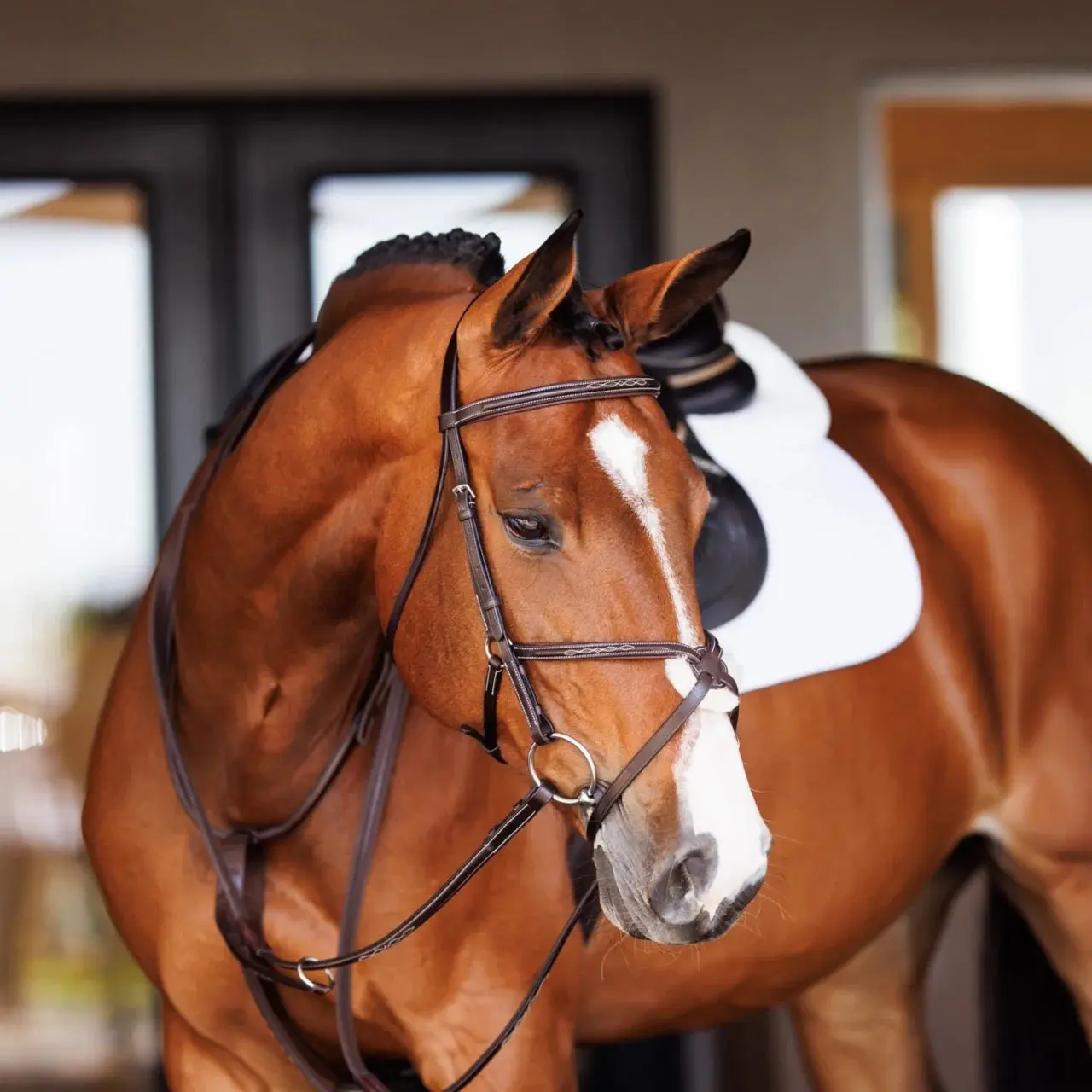 Shires Fancy Square Raised Leather Running Martingale - Oak Premium Quality Equestrian Horse Tack Cob