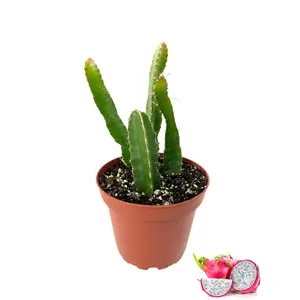 Dragon Fruit Tree - Live Plant in a 4 Inch Pot - Hylocereous Undatus - Edible Tropical Fruit Plant from Florida