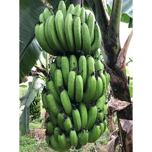 Natural Fruit Seeds Dwarf Banana Seeds - 100 Pcs