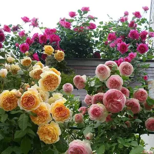The freely rose suitable for garden planting, the fragrant and cold-resistant rose plant seeds for outdoor cultivation, with a wide variety of random colors