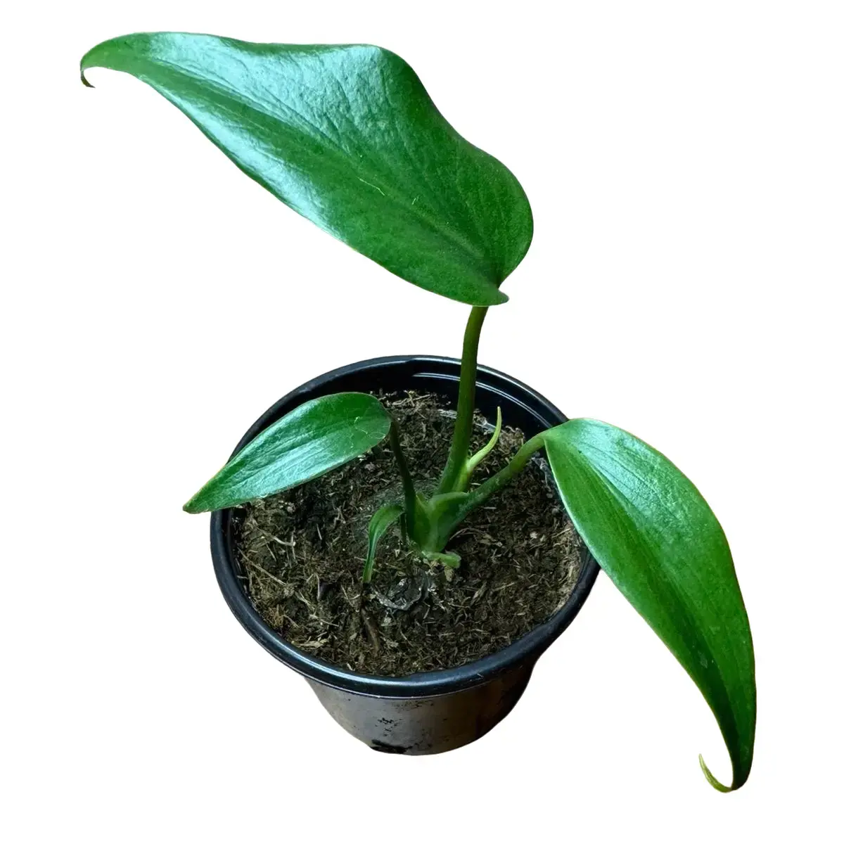 Monstera Burle Marx Flame - TikTok Shop