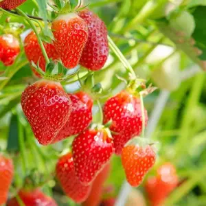 800pcs Four Seasons Perpetual Strawberry Seeds – Heirloom, Non-GMO Fruit Seeds for Year-Round Growing | Sweet, High-Yield Berries for Hydroponic or Outdoor Gardens | Ideal for Pots, Beds & Home Harvests