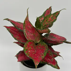 Aglaonema Ruby Ray 5" Pot Rare House Plant - Perfect for Beginners & Indoor Home Decoration - Thrives in Medium Light & Well-Draining Soil