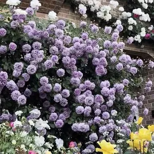 2ft Rainy Blue Climbing Rose -Own Root LivePlants | RARE Purple blend or mauve Climbing Rose | Mild fragrance |Easy to grow |Fetching