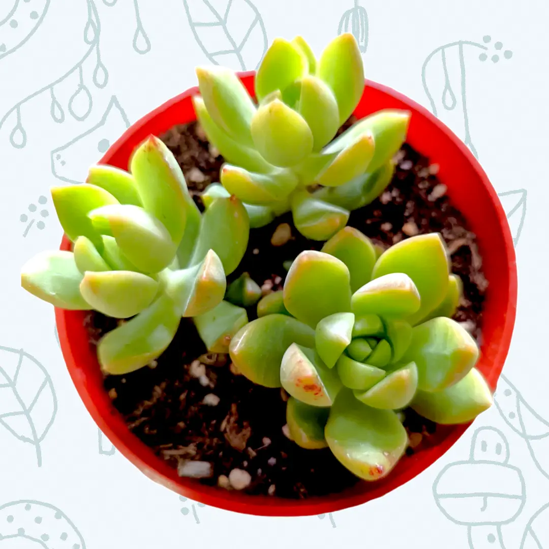 Sedum adolphii 'Golden Glow'