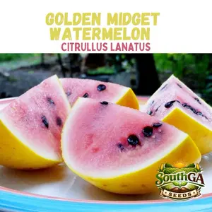 Golden Midget Watermelon Seeds (Citrullus lanatus)