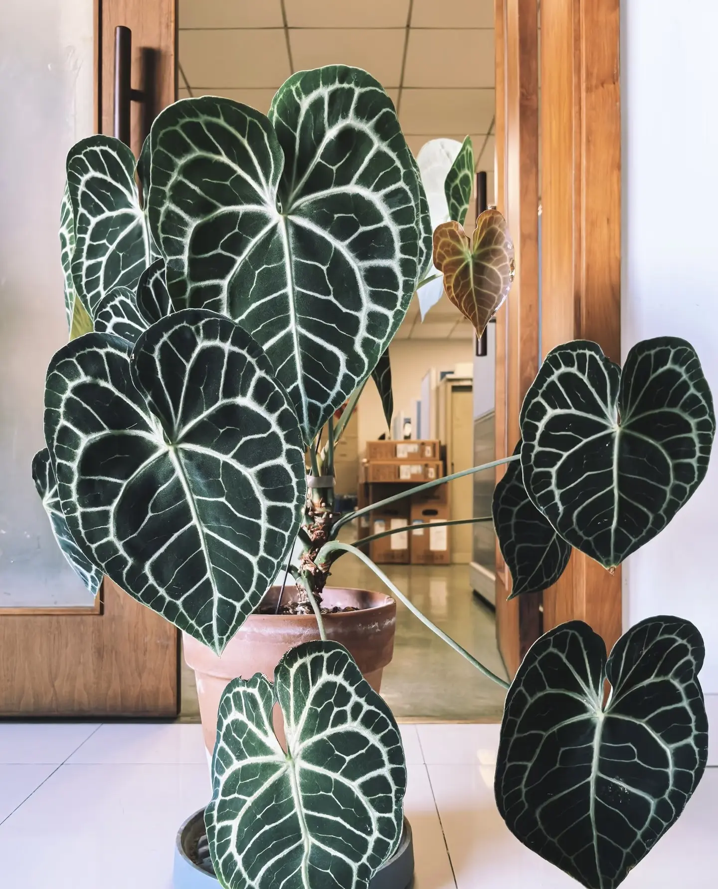 Rare Anthurium Clarinervium King Starter Plant in 2-Inch Pot | Velvet Heart Leaf Aroid House Plants