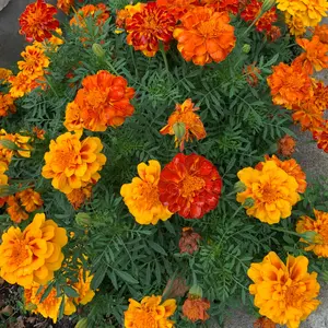 Naturally repels pests--150pcs Marigold Flower Seeds – Easy to Grow, Summer Blooming, Perfect for Home Gardens & Flower Beds